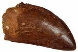 Serrated, Carcharodontosaurus Tooth - Real Dinosaur Tooth #341278-1